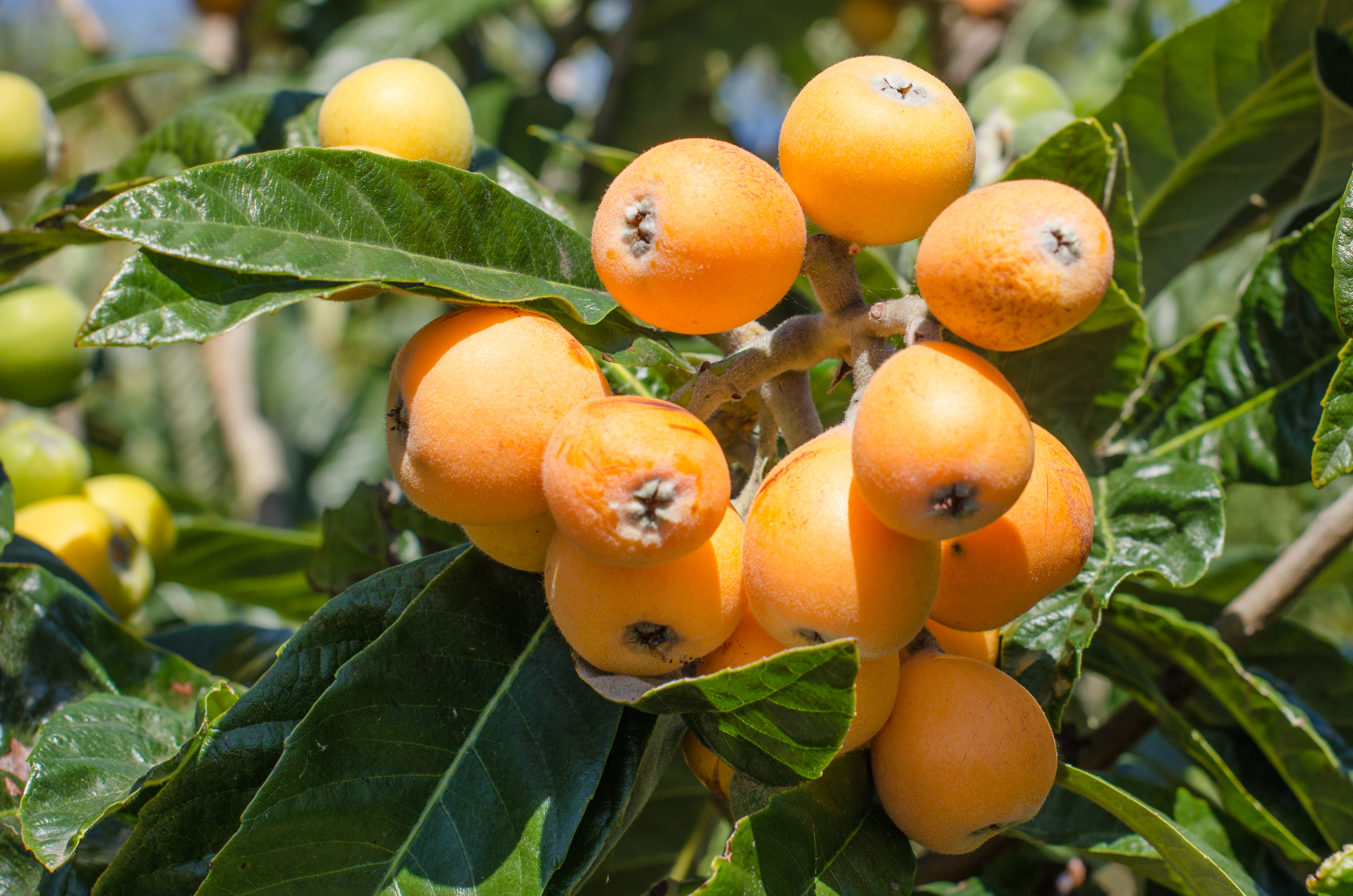 Loquat Leaf Extract CA