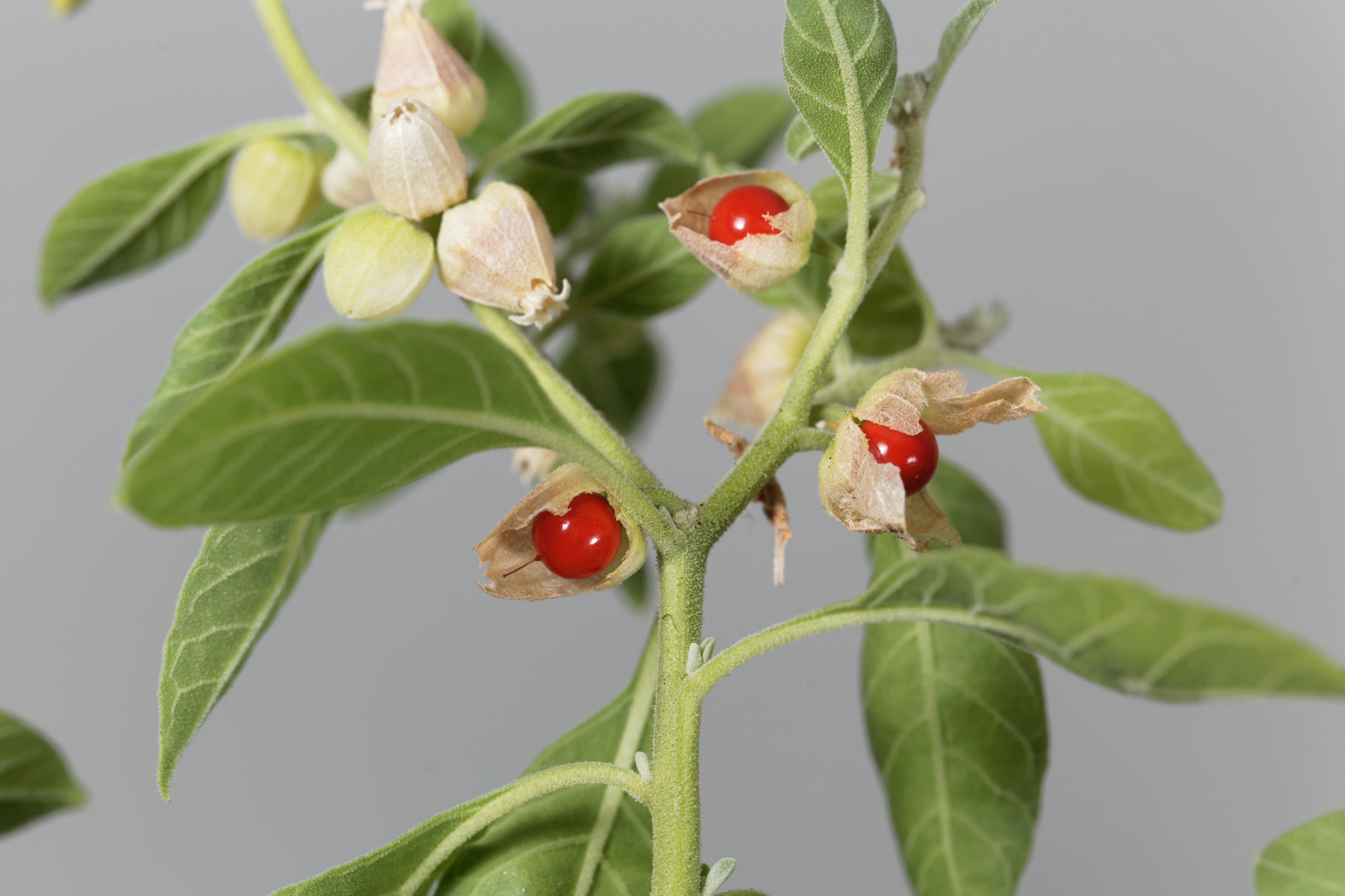Wagandys